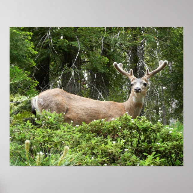 Yosemite Deer Nature Photography Poster (Front)