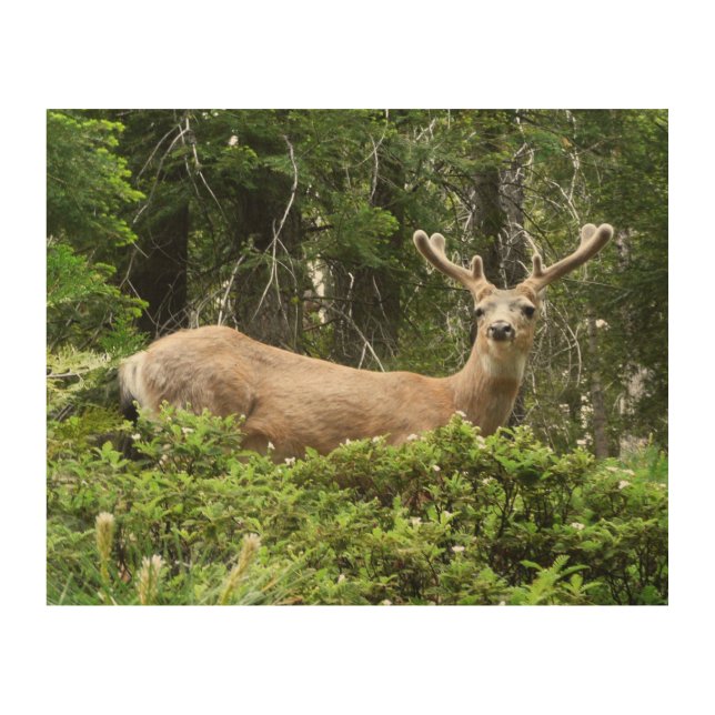 Yosemite Deer Nature Photography Wood Wall Decor (Front)