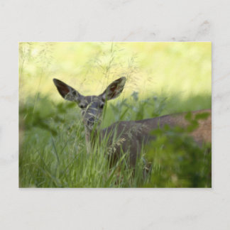 Yosemite Deer Postcard