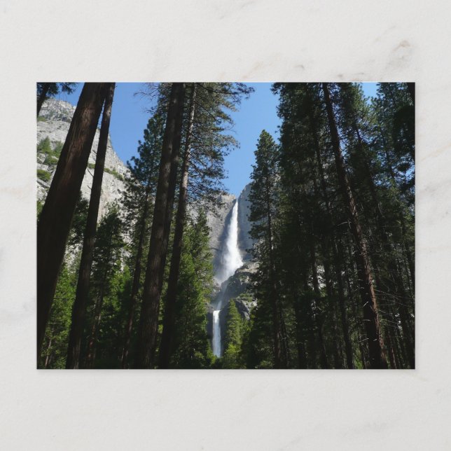 Yosemite Falls and Woods Landscape Photography Postcard (Front)