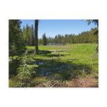 Yosemite Meadow with Shooting Stars Postcard