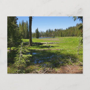 Yosemite Meadow with Shooting Stars Postcard