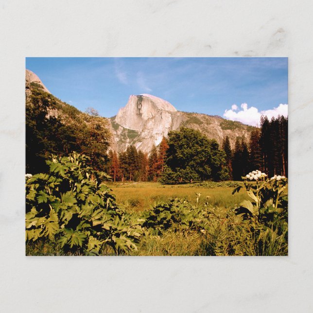 Yosemite National Park California Postcard (Front)