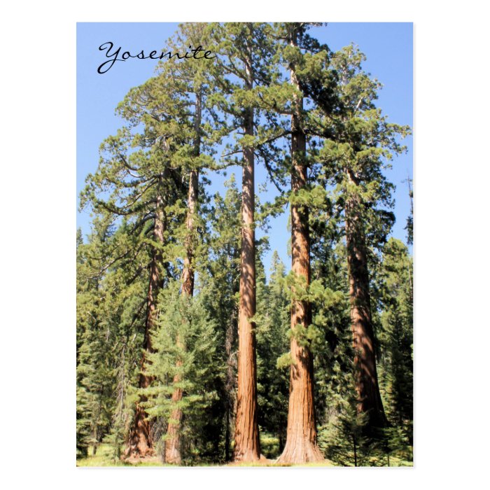 Yosemite National Park Sequoia tree Photo Postcard