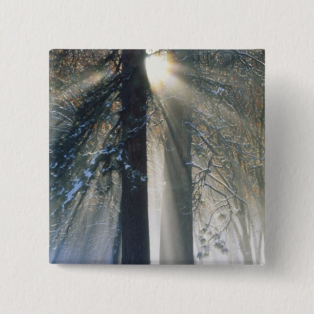 Yosemite National Park - Sun rays streaming Pinback Button (Front)