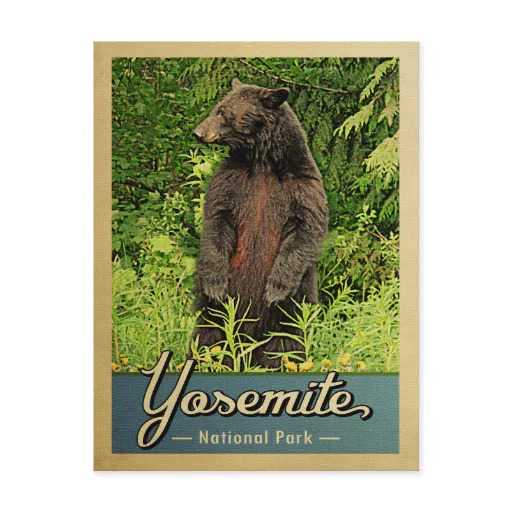 Yosemite National Park Vintage Bear Postcard