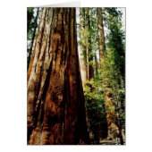 Yosemite Redwoods Card (Front)
