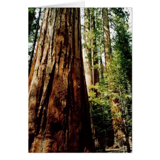 Yosemite Redwoods Card (Front)