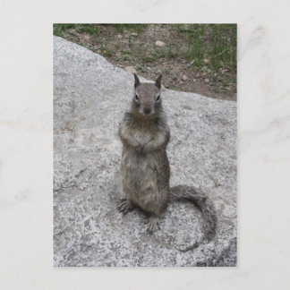 Yosemite Squirrel Postcard