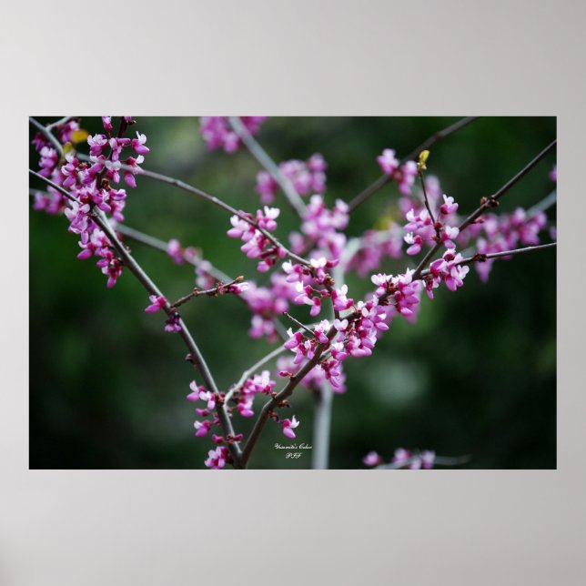 Yosemite's Color Poster (Front)