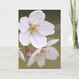 Yoshino Cherry Card