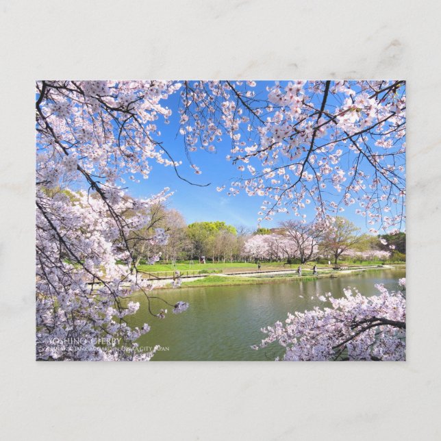 Yoshino Cherry Postcard (Front)