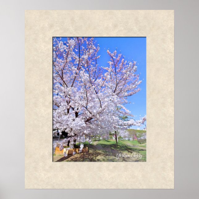 Yoshino Cherry Poster (Front)