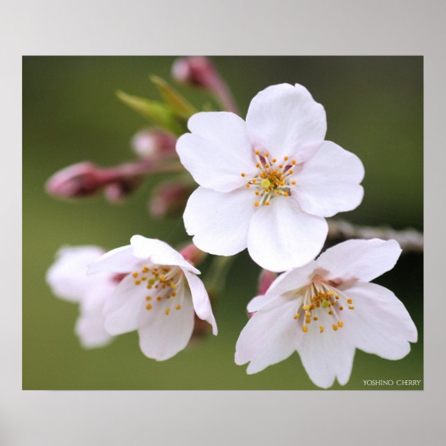 Yoshino Cherry：Poster Poster (Front)