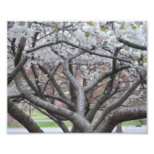 Yoshino Cherry Tree 8"x10" Photo Print