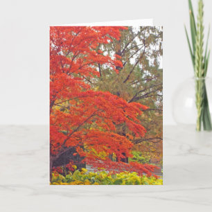 "YOU ADD COLOR & VIBRANCY TO MY WORLD" (HAPPY BIRT CARD