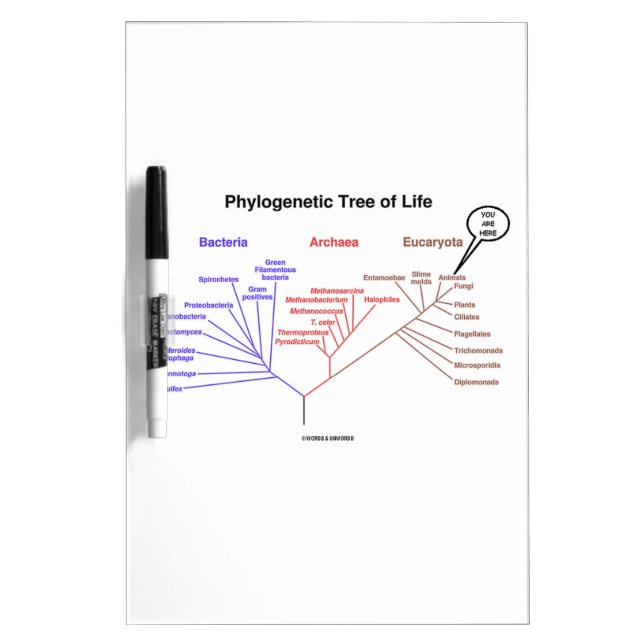 You Are Here Phylogenetic Tree Of Life (Biology) Dry-Erase Board (Front)