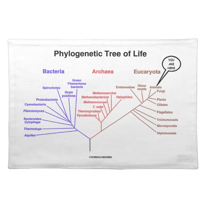  Phylogenetic Tree Of Life (Biology) Placemat