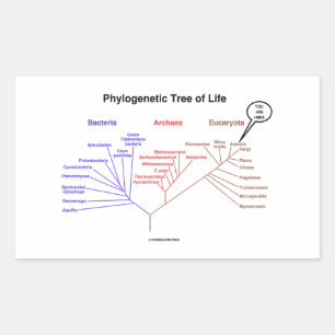 You Are Here Phylogenetic Tree Of Life (Biology) Rectangular Sticker