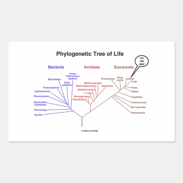 You Are Here Phylogenetic Tree Of Life (Biology) Rectangular Sticker (Front)