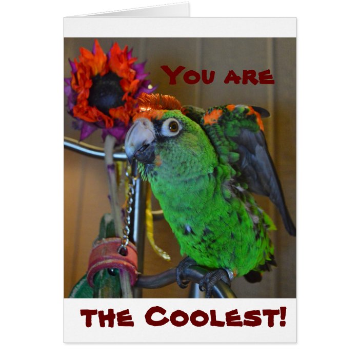 You are the coolest  Birthday Card for anyone