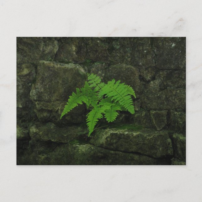 You can survive... postcard (Front)