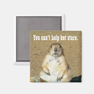 "You Can't Help but Stare" Prairie Dog Magnet