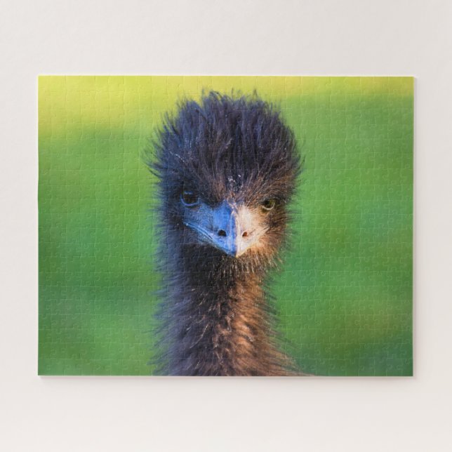 You Lookin' at Me?  -  Emu Jigsaw Puzzle - 16x20 (Horizontal)