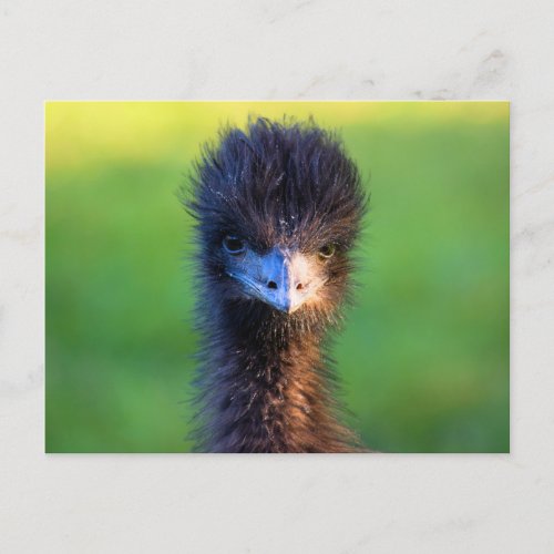 You Looking at Me  _  Emu  Postcard