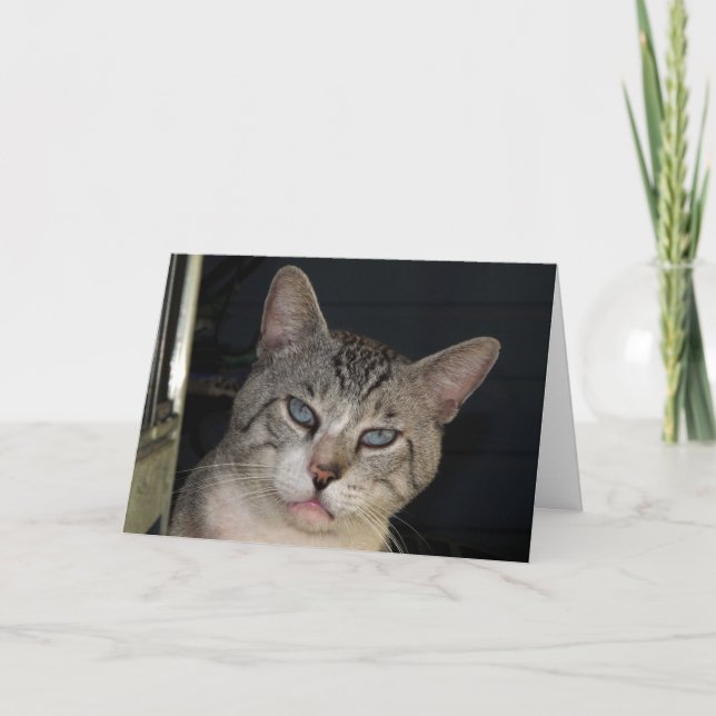 You Make Me Purr Anniversary Card (Front)