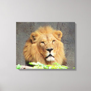 You Must Be Lion by DJONeill Canvas Print