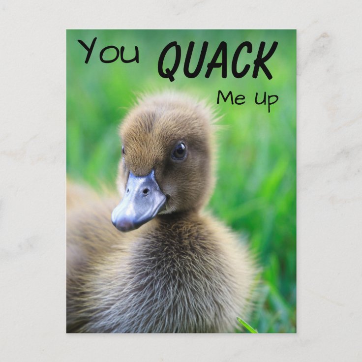 You Quack Me Up Duckling Postcard | Zazzle