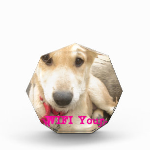 You Should WIFI Your Love Everyday Award