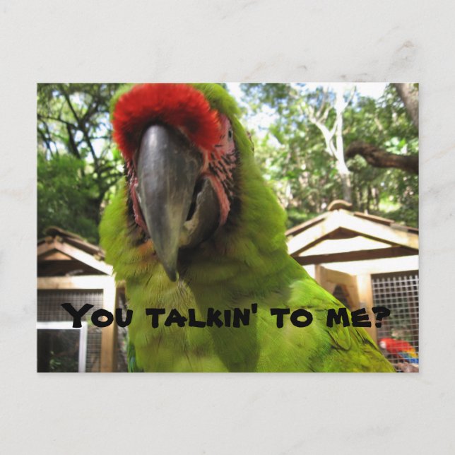 "You talkin' to me?" parrot, postcard (Front)