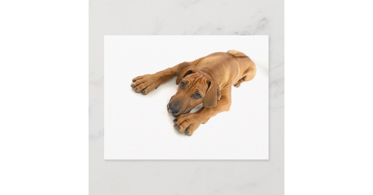 yound Rhodesian ridgeback Postcard | Zazzle