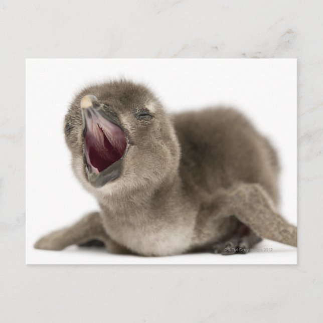 Young African Penguin - Spheniscus demersus. Postcard (Front)