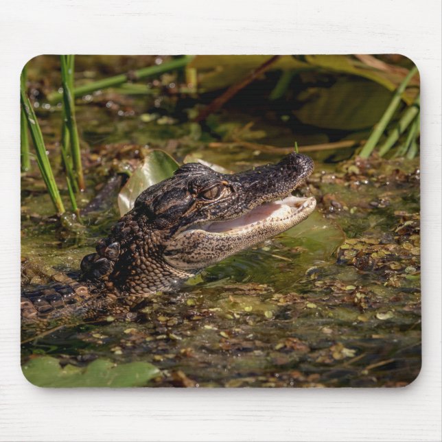 Young Alligator Mouse Pad (Front)