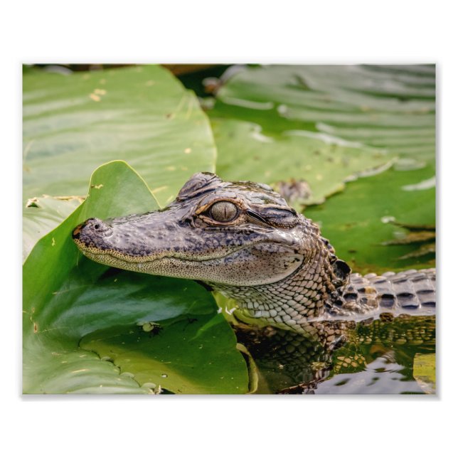 Young Alligator Photo Print (Front)