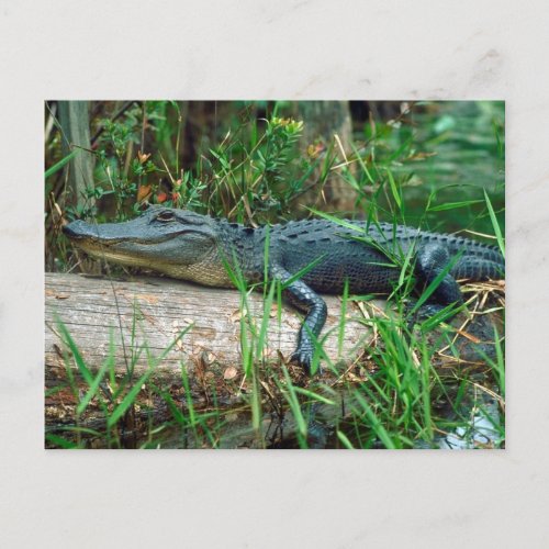 Young Alligator Postcard