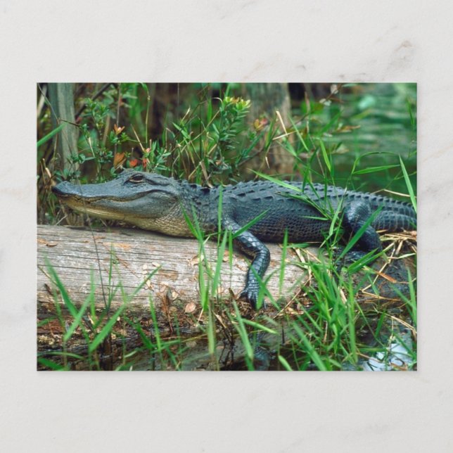 Young Alligator Postcard (Front)
