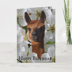 Young Alpaca In White Blossoms, Card