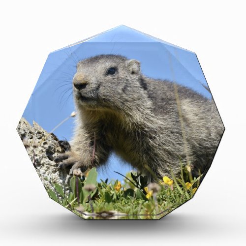 Young Alpine marmot Acrylic Award