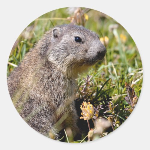Young Alpine marmot in grass Classic Round Sticker