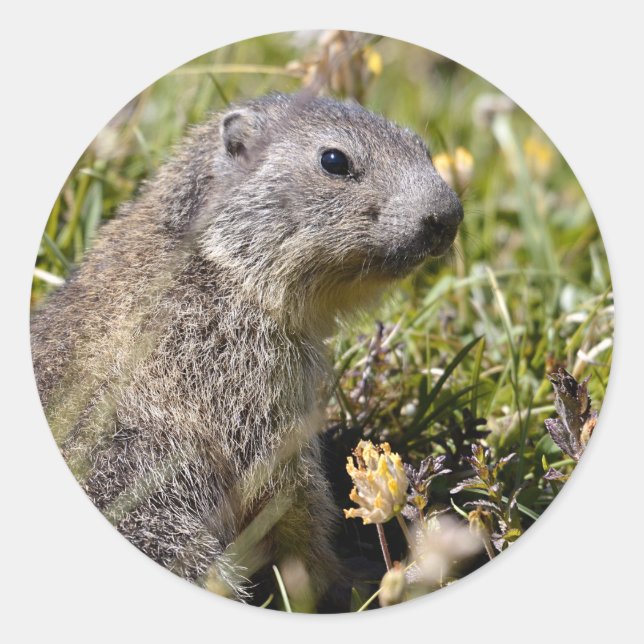 Young Alpine marmot in grass Classic Round Sticker (Front)