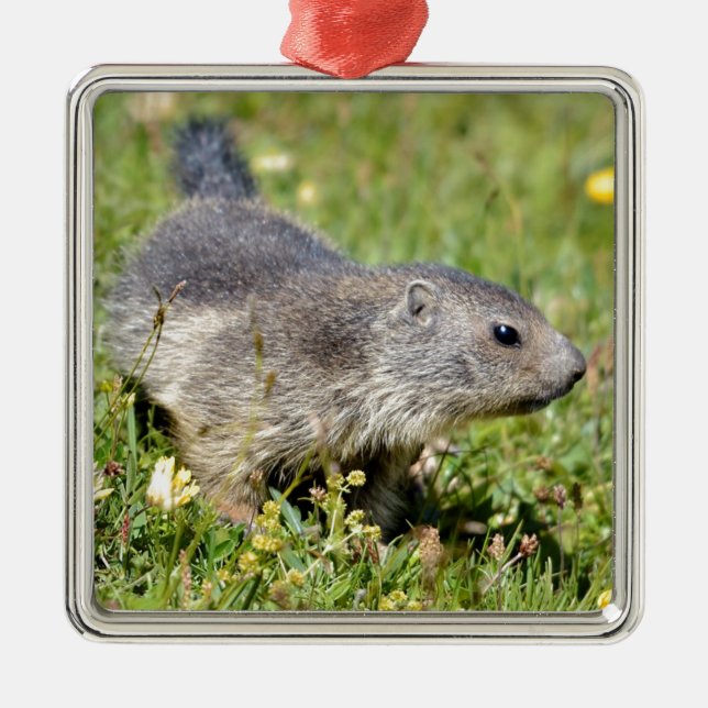 Young Alpine marmot in grass Metal Ornament (Front)