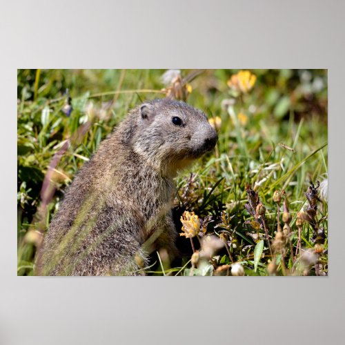 Young Alpine marmot in grass Poster