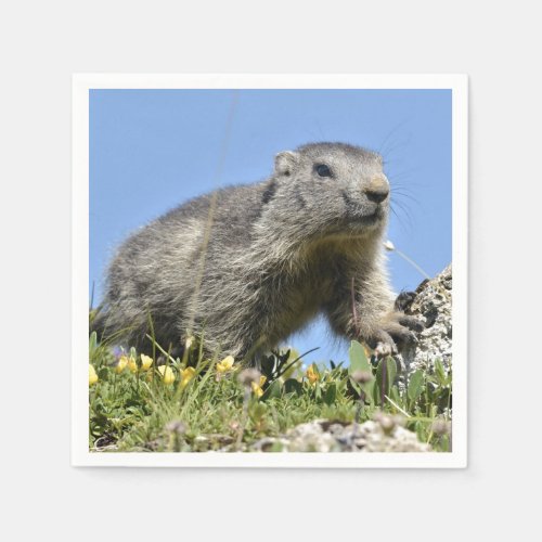 Young Alpine marmot Napkins