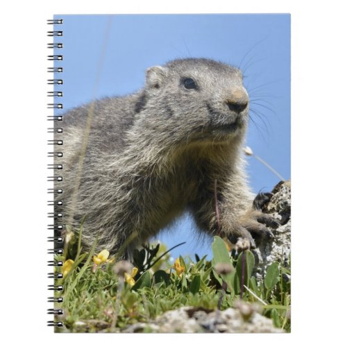 Young Alpine marmot Notebook