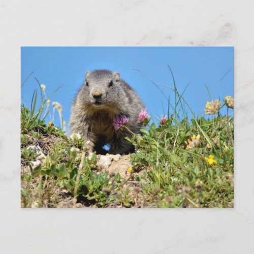 Young Alpine marmot Postcard