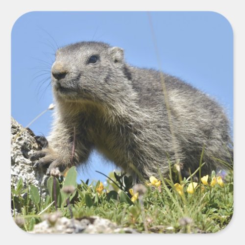 Young Alpine marmot Square Sticker
